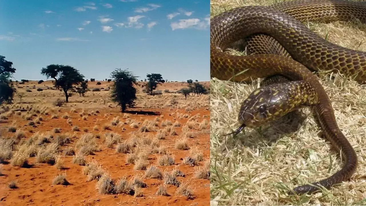 Kalahari Desert, Southern Africa